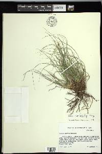 Carex planostachys image