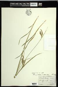 Carex prasina image