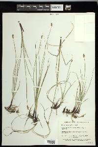 Carex praegracilis image