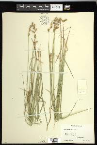 Carex praticola image