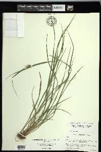 Carex planispicata image