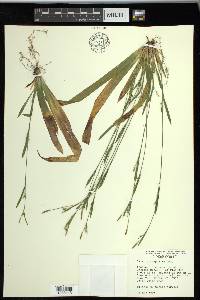 Carex platyphylla image