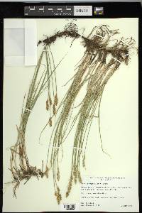 Carex praegracilis image