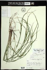 Carex planispicata image