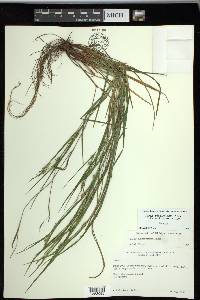 Carex planispicata image