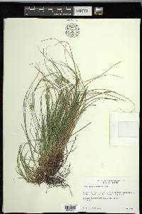 Carex planostachys image