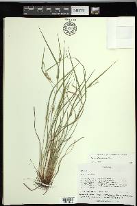 Carex planispicata image