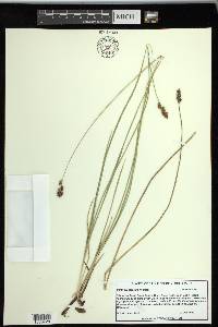 Carex praegracilis image