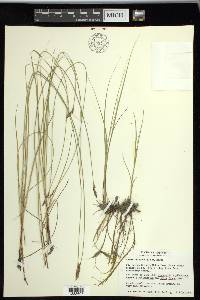 Carex praegracilis image