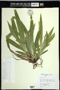 Carex plantaginea image