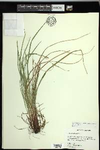 Carex planispicata image
