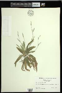 Carex platyphylla image