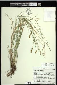 Carex prairea image