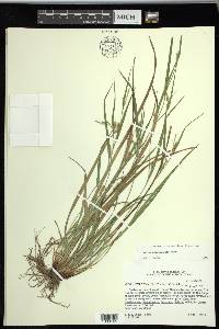 Carex planispicata image