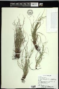 Carex planostachys image