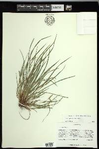 Carex planispicata image