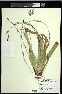 Carex plantaginea image