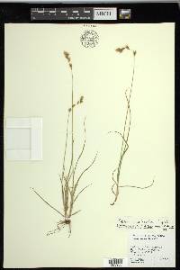 Carex praticola image