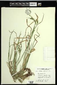 Carex prasina image