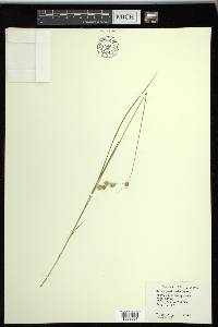 Carex praticola image