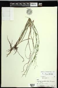 Carex planispicata image