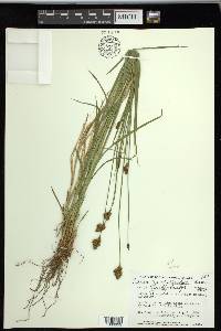 Carex preslii image