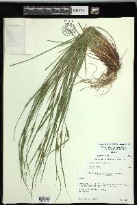 Carex planispicata image