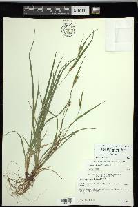 Carex planispicata image