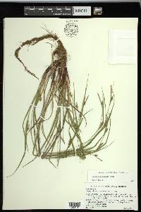 Carex planispicata image