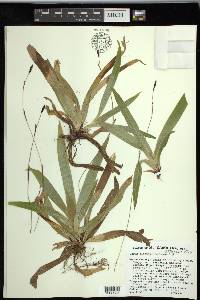 Carex plantaginea image