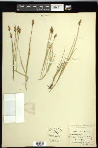 Carex praeceptorum image