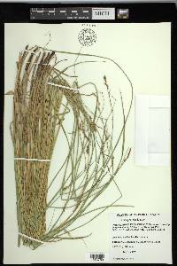 Carex prairea image