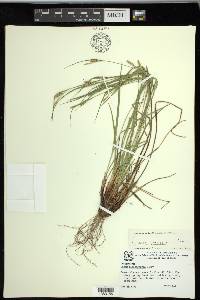 Carex planispicata image