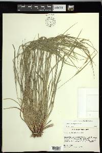 Carex planispicata image