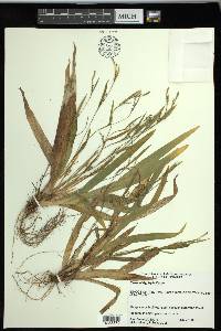 Carex platyphylla image