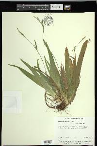 Carex platyphylla image