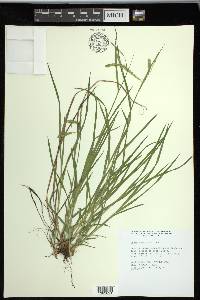 Carex prasina image