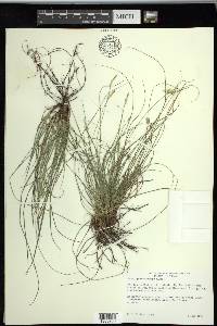 Carex planostachys image