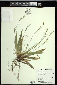 Carex platyphylla image