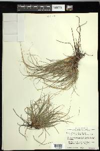 Carex planostachys image