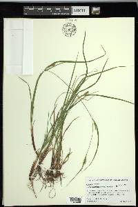 Carex planispicata image