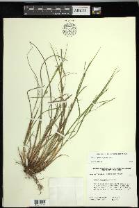 Carex planispicata image