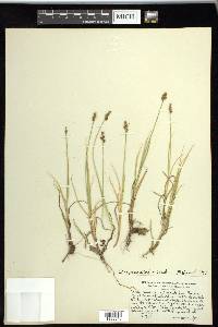 Carex praeceptorum image