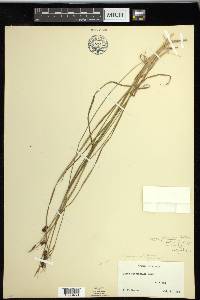 Carex pluriflora image