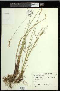 Carex prairea image