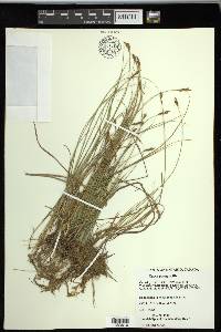 Carex praegracilis image