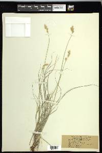 Carex praticola image