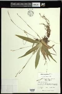 Carex platyphylla image