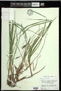 Carex polymorpha image