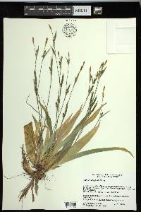 Carex platyphylla image